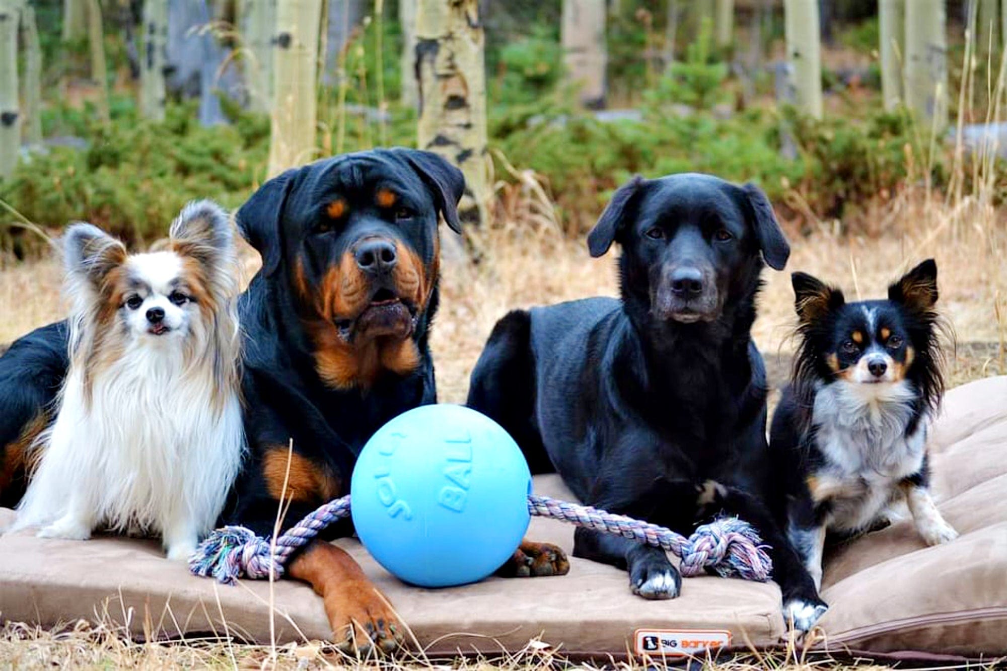 Easy Rider SUV Dog Bed